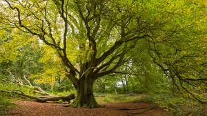 The Hidden Wonders of Trees: Guardians of Our Environment