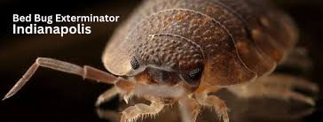 The Evolution of Pest Control: From Ancient Remedies to Modern Innovations